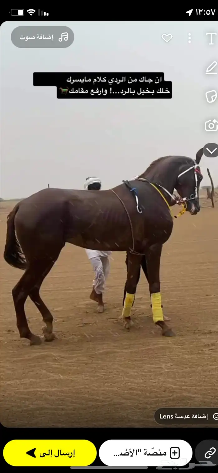 حصان كفو العمر داخل 3 الطول 7 ونص شرط من كل عذروب 0