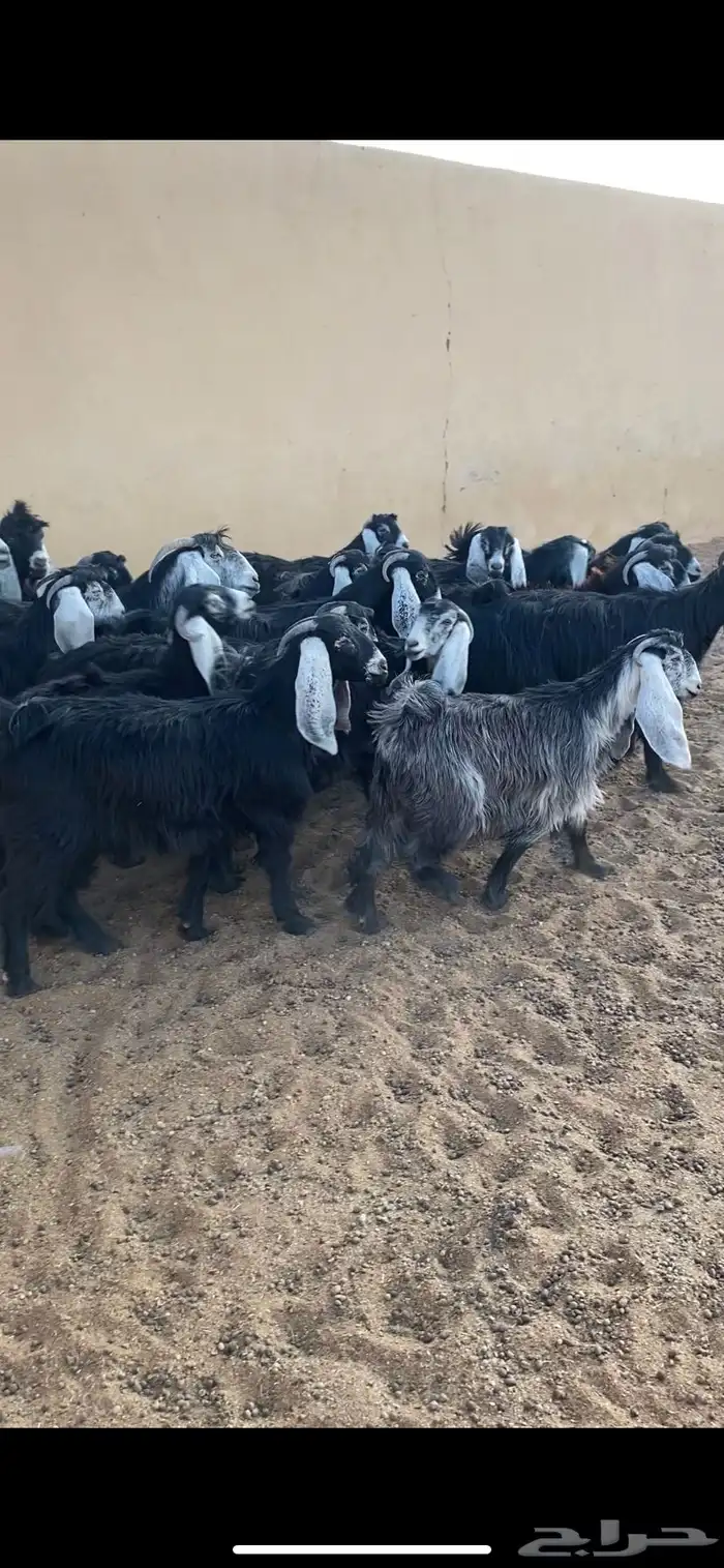 جفار جذعات العدد19 1