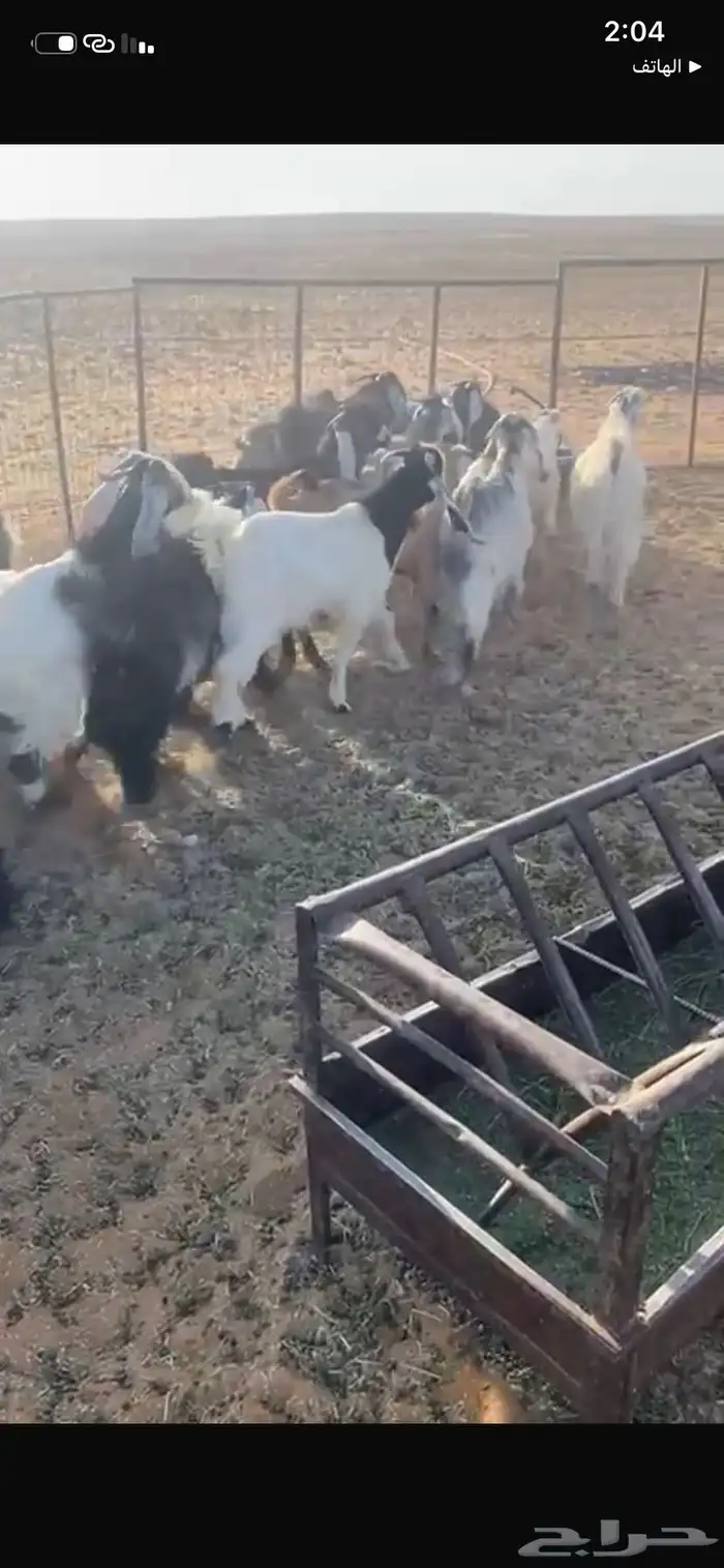 تيوس كايفة اعمارها 7 شهور حريملاء 0