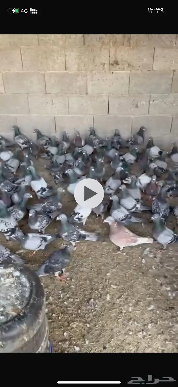 النعيريه 2