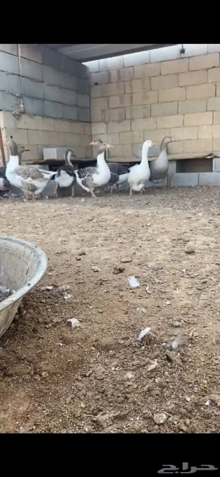 وز بلدي 2