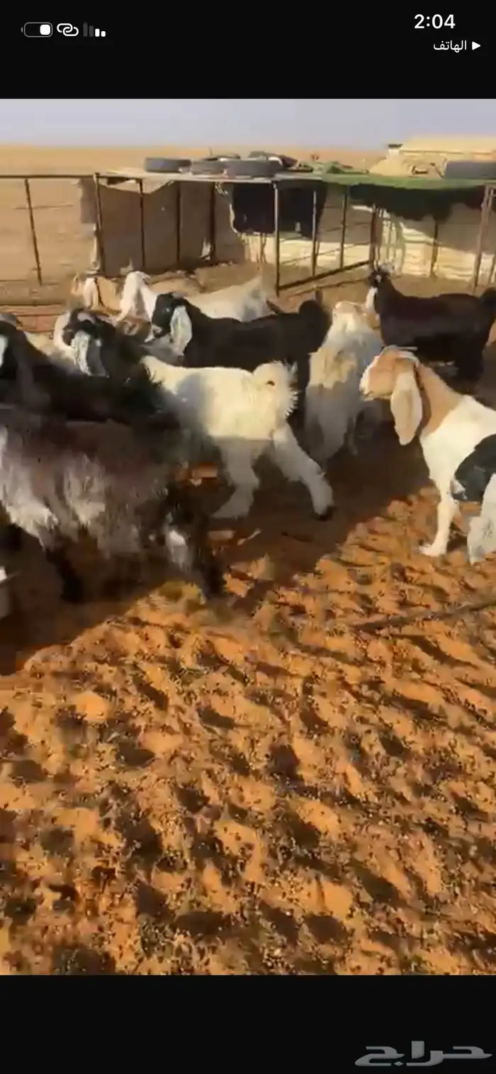 تيوس كايفة اعمارها 7 شهور حريملاء 6