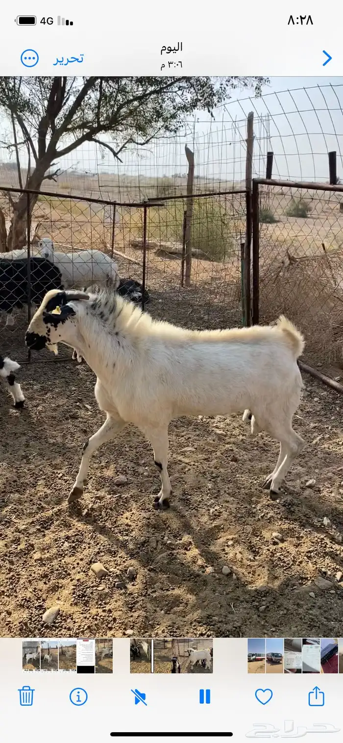 للبيع تيس بيشي 0