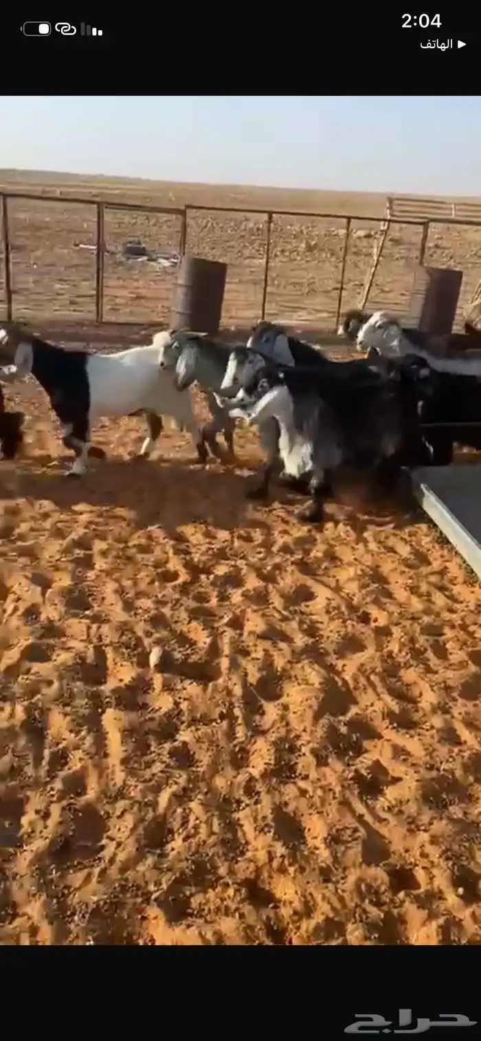 تيوس كايفة اعمارها 7 شهور حريملاء 4