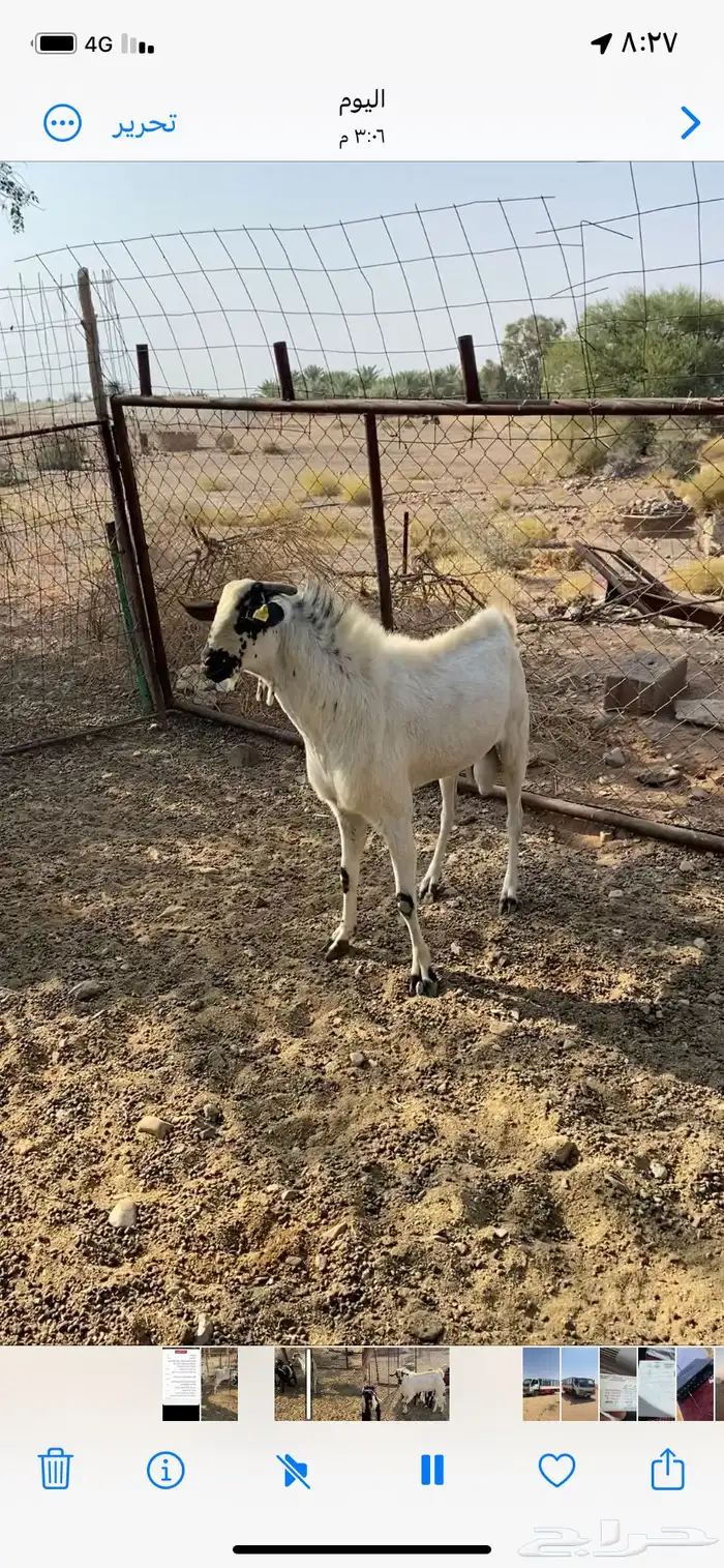 للبيع تيس بيشي 1