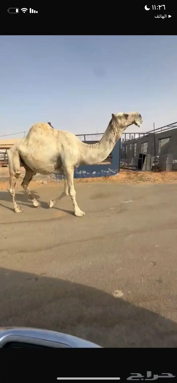 بعير 0