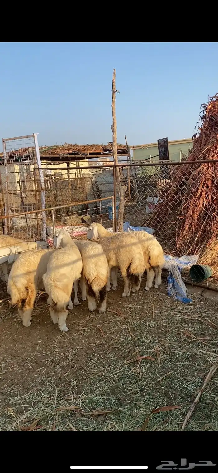 رخال تاسيس مراح 2