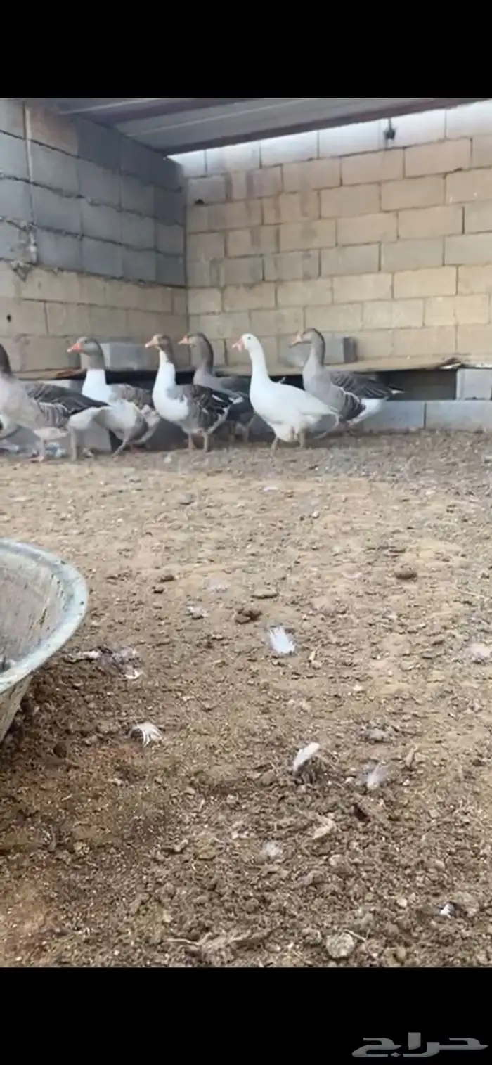 وز بلدي 5