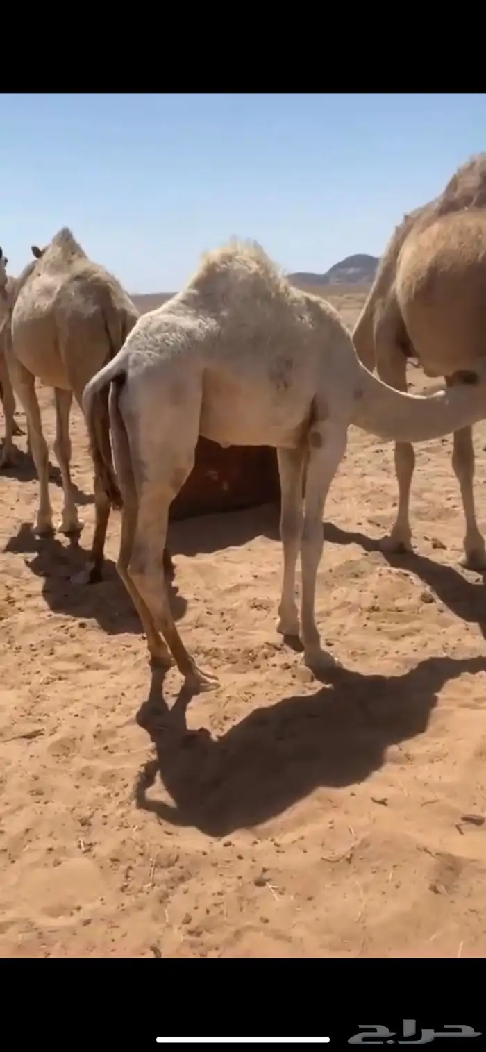 للبيع قعود طيب عمره 6 شهور 0