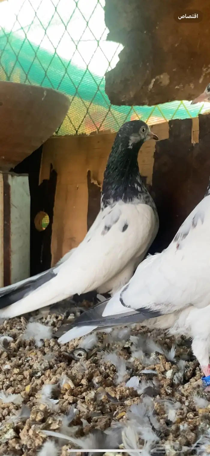 حمام باكستاني 2
