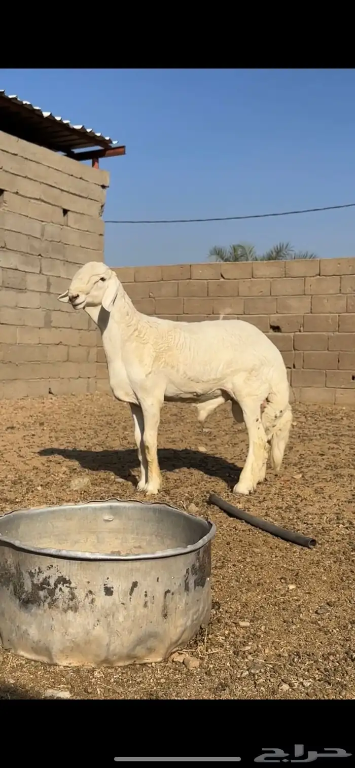 مشروع فحل صنف فاااخر 1