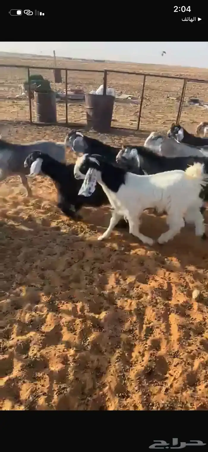 تيوس كايفة اعمارها 7 شهور حريملاء 3