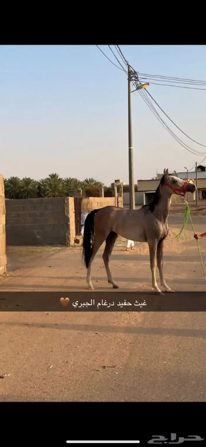 مهر شعبي كفو 1