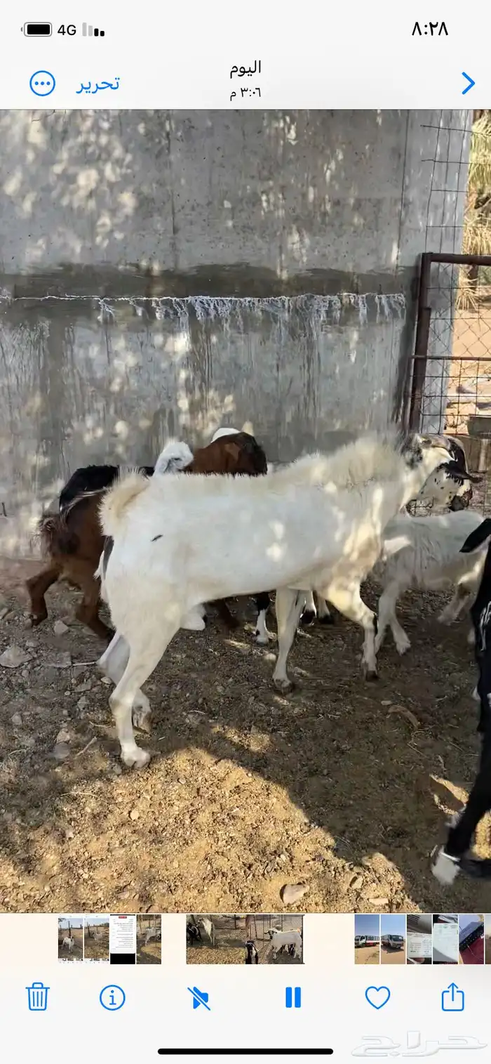 للبيع تيس بيشي 2
