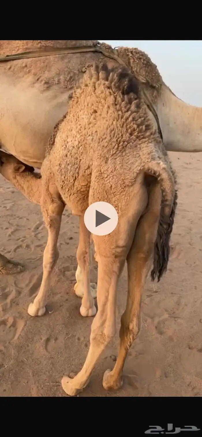 قعود عمره اربع شهور وزياده 0