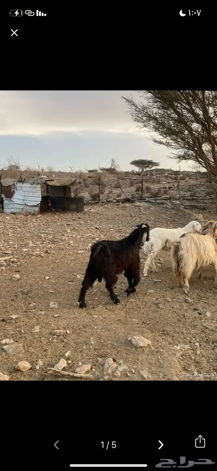 تيس عارضي سمين 0