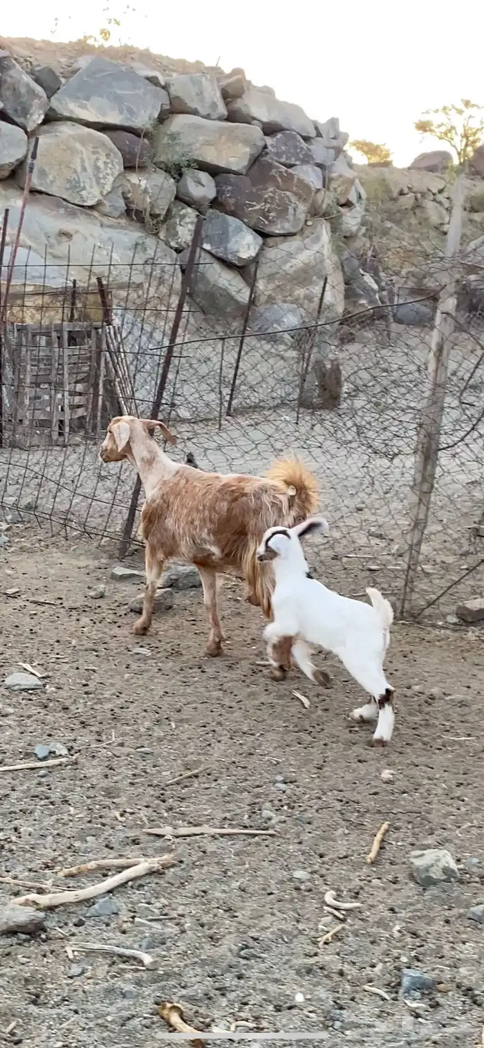 3 عروض معزى ولد وعناق حايل مشالله 3