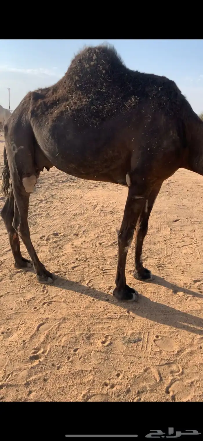 للبيع ناقه مجهم منيح شرط 0