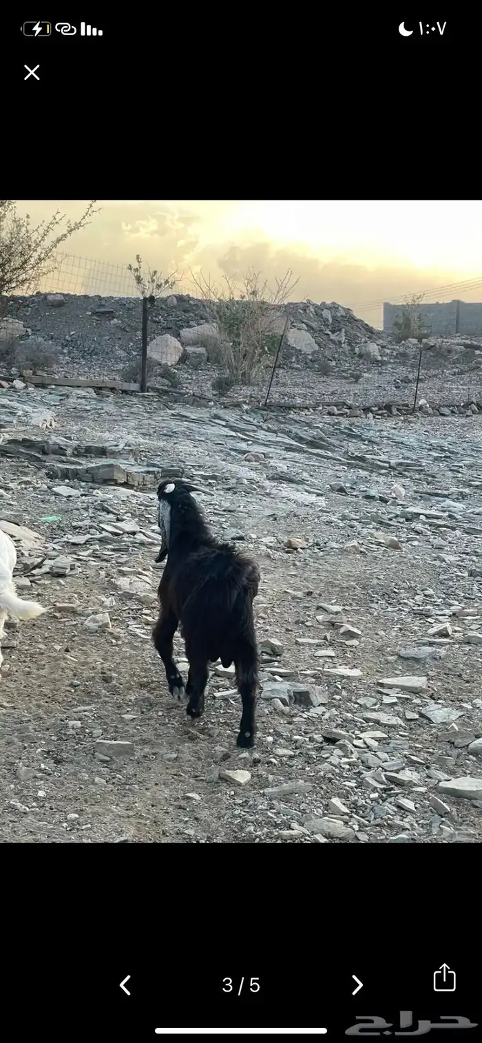 تيس عارضي سمين 1