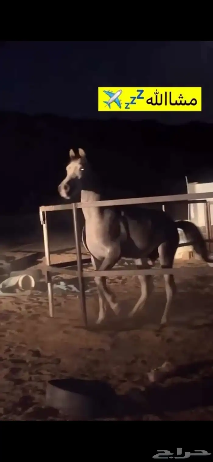 سلام عليكم حصان شعبي للبيع الاسم بجيك العمر سنتين وعشرين 2