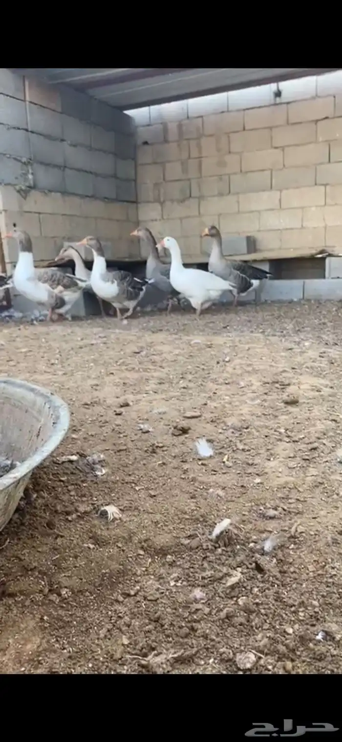 وز بلدي 1