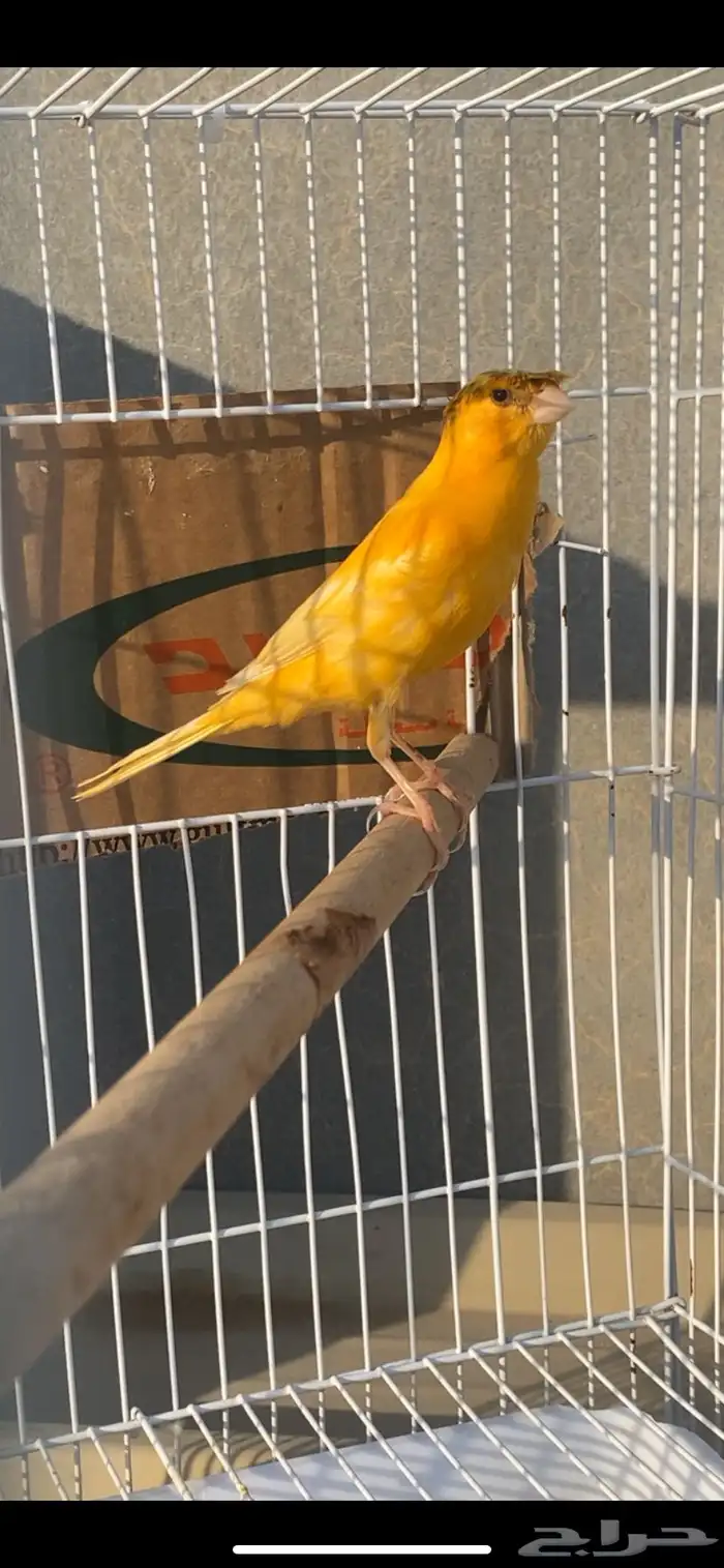 انثى كناري سوري 1