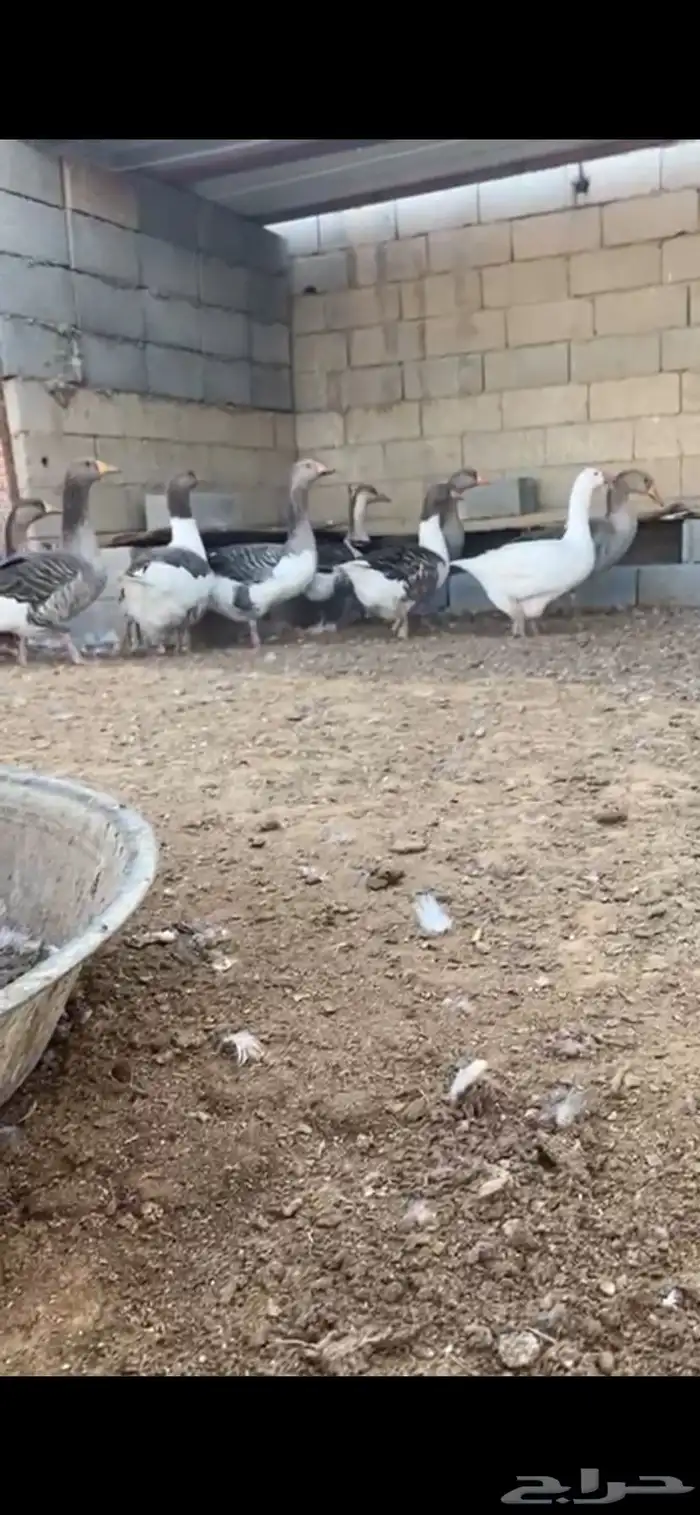 وز بلدي 0