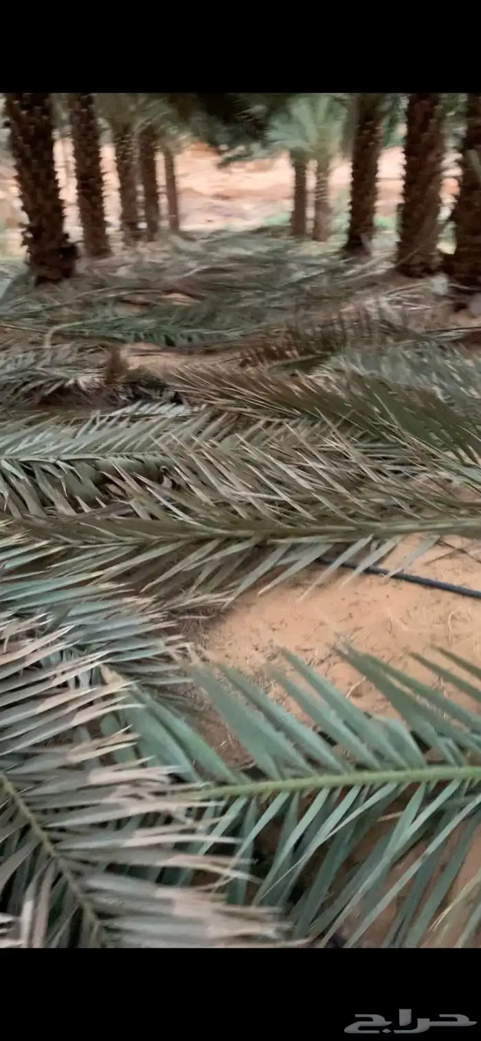 جريد نخل سعف للبيع الموقع العلا 0