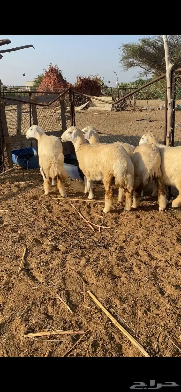 رخال تاسيس مراح 0