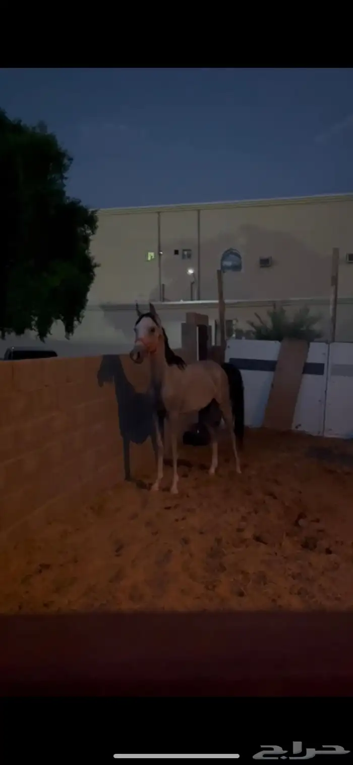 مهر شعبي كفو 3