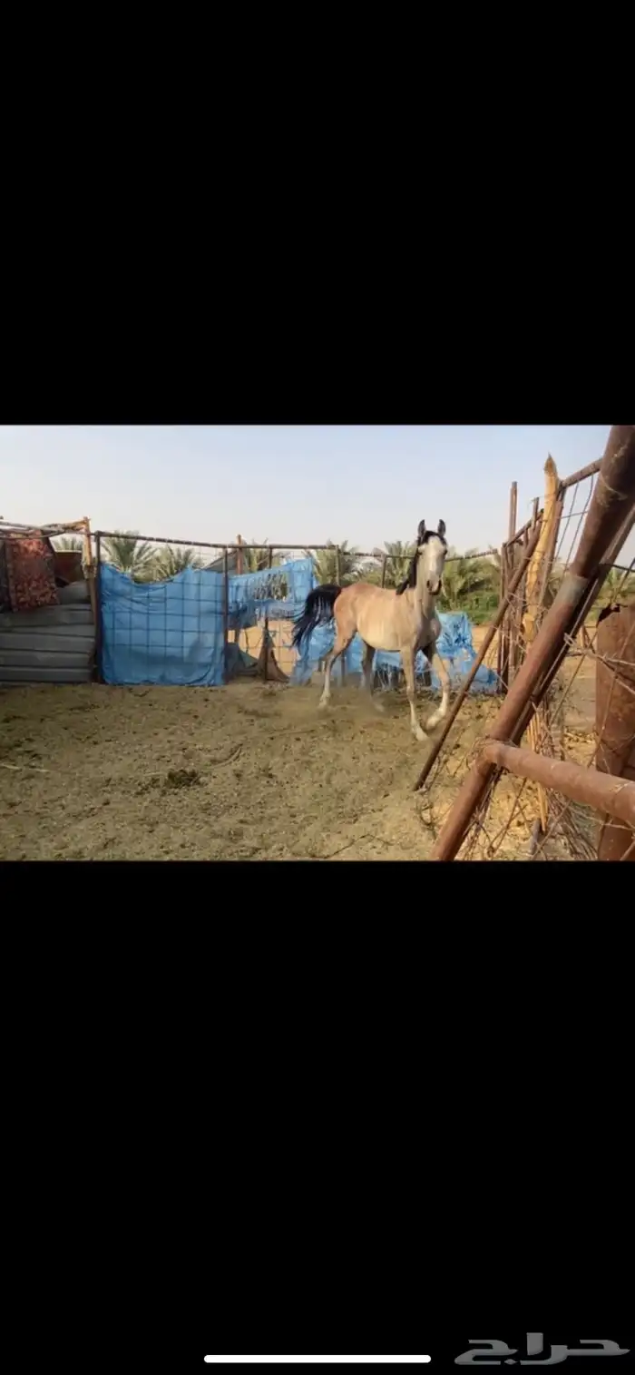 مهر شعبي كفو 2