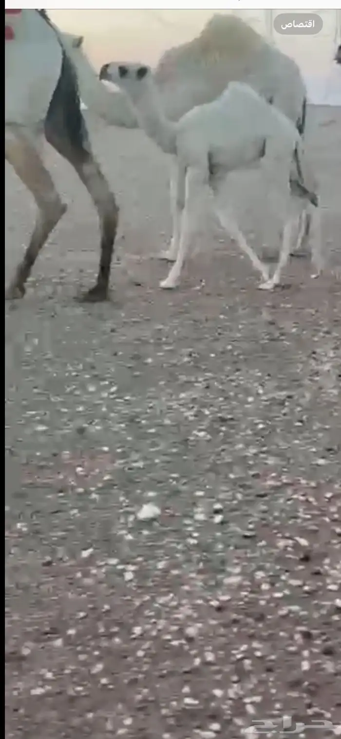 الفحل الاوضح العلياني الكفووو 4