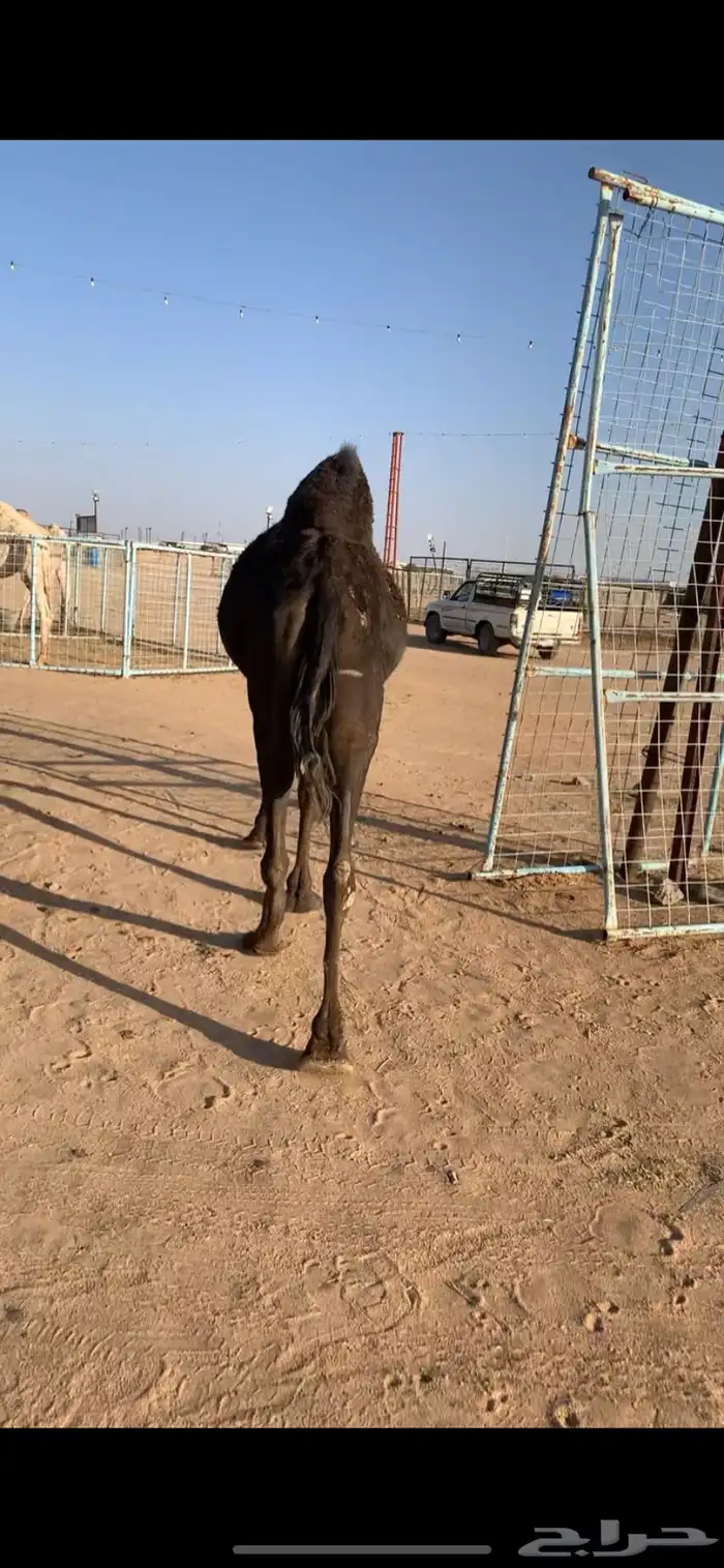 للبيع ناقه مجهم منيح شرط 2