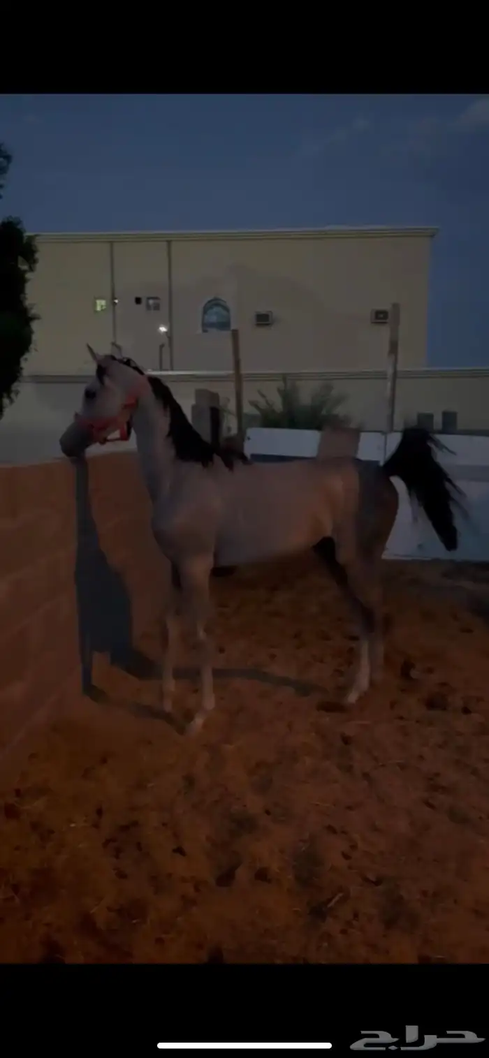 مهر شعبي كفو 0