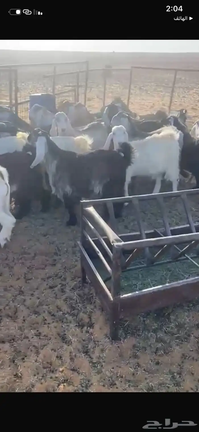 تيوس كايفة اعمارها 7 شهور حريملاء 7