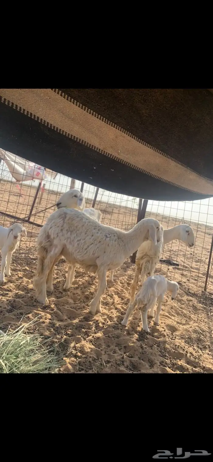 حريات خلفات 2