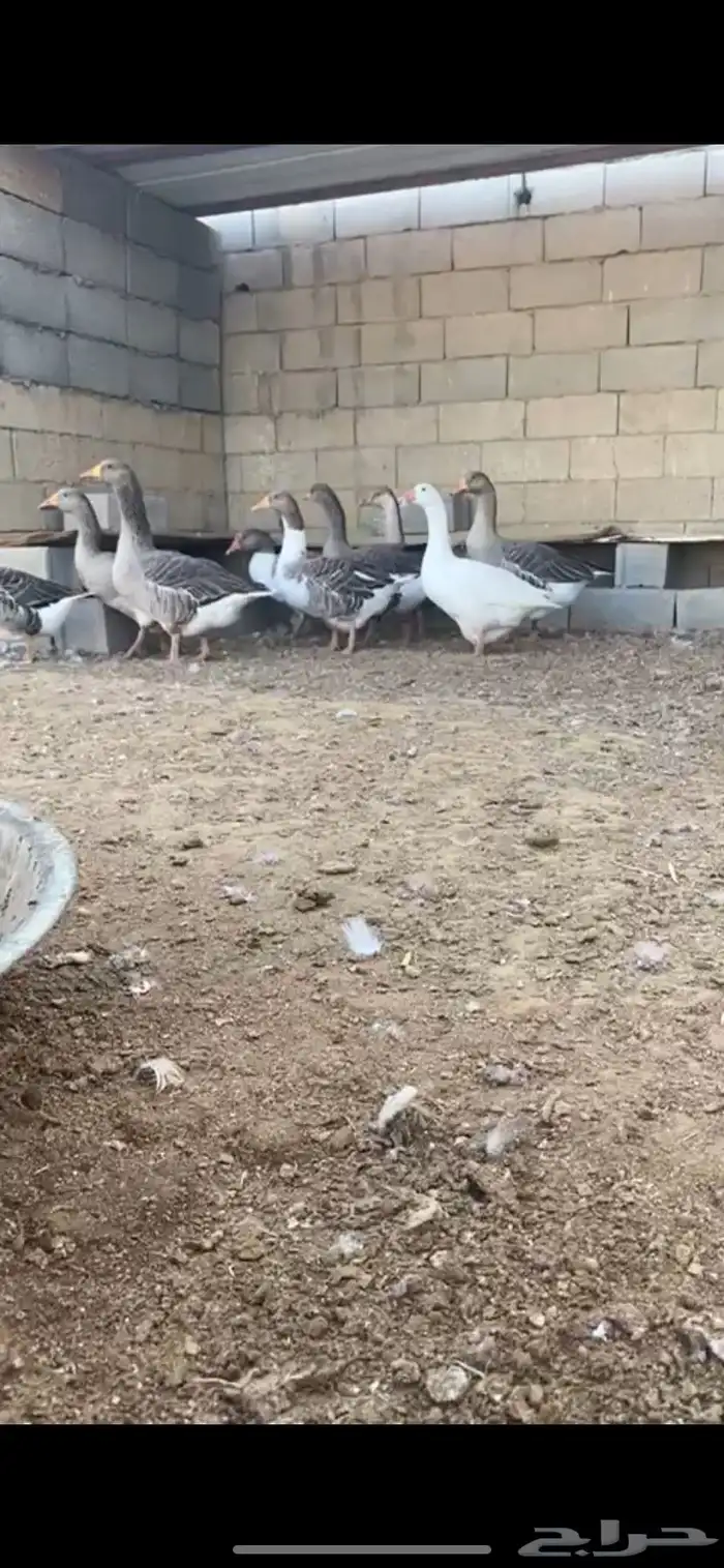 وز بلدي 6