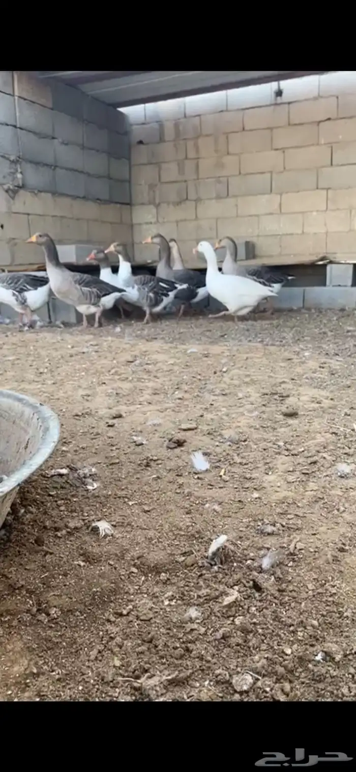 وز بلدي 4