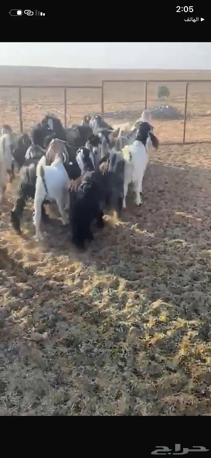 تيوس كايفة اعمارها 7 شهور حريملاء 2