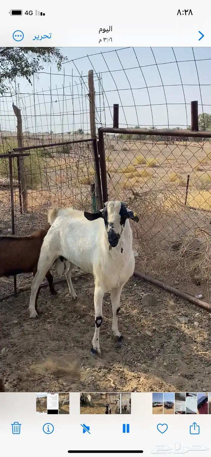 للبيع تيس بيشي 3