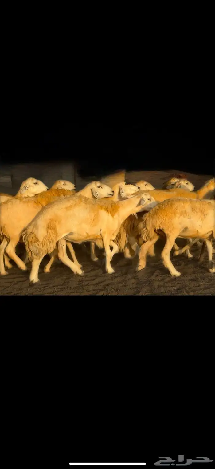 سلام عليكم ورحمة الله وبركاته 12