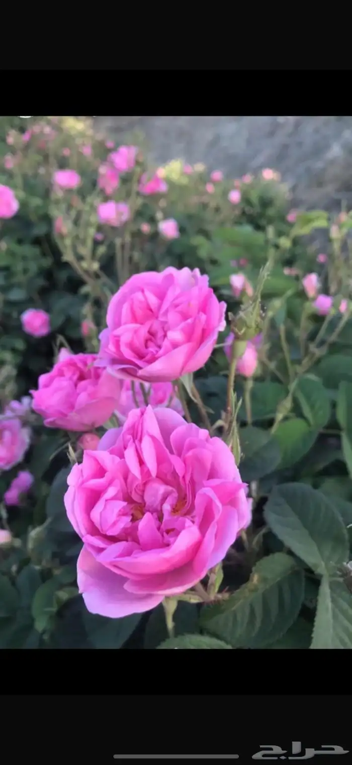 دهن ورد طايفي ممتاز 0