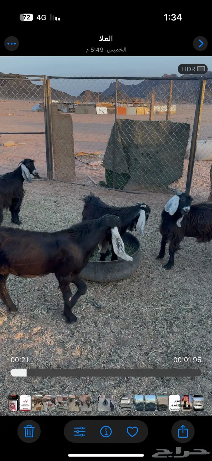 تيوس مخصاه 0