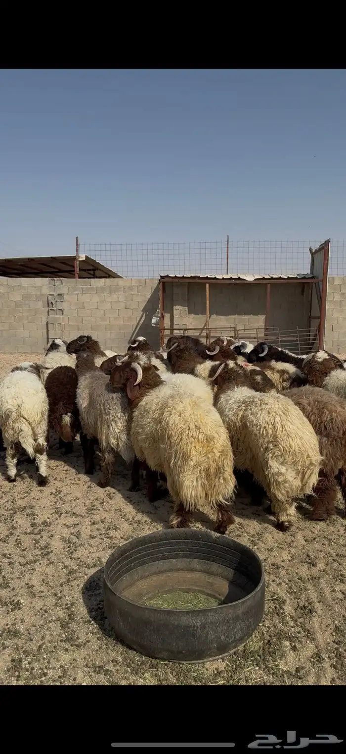 جذعان كناور فاخره ظهور فل الفل 1