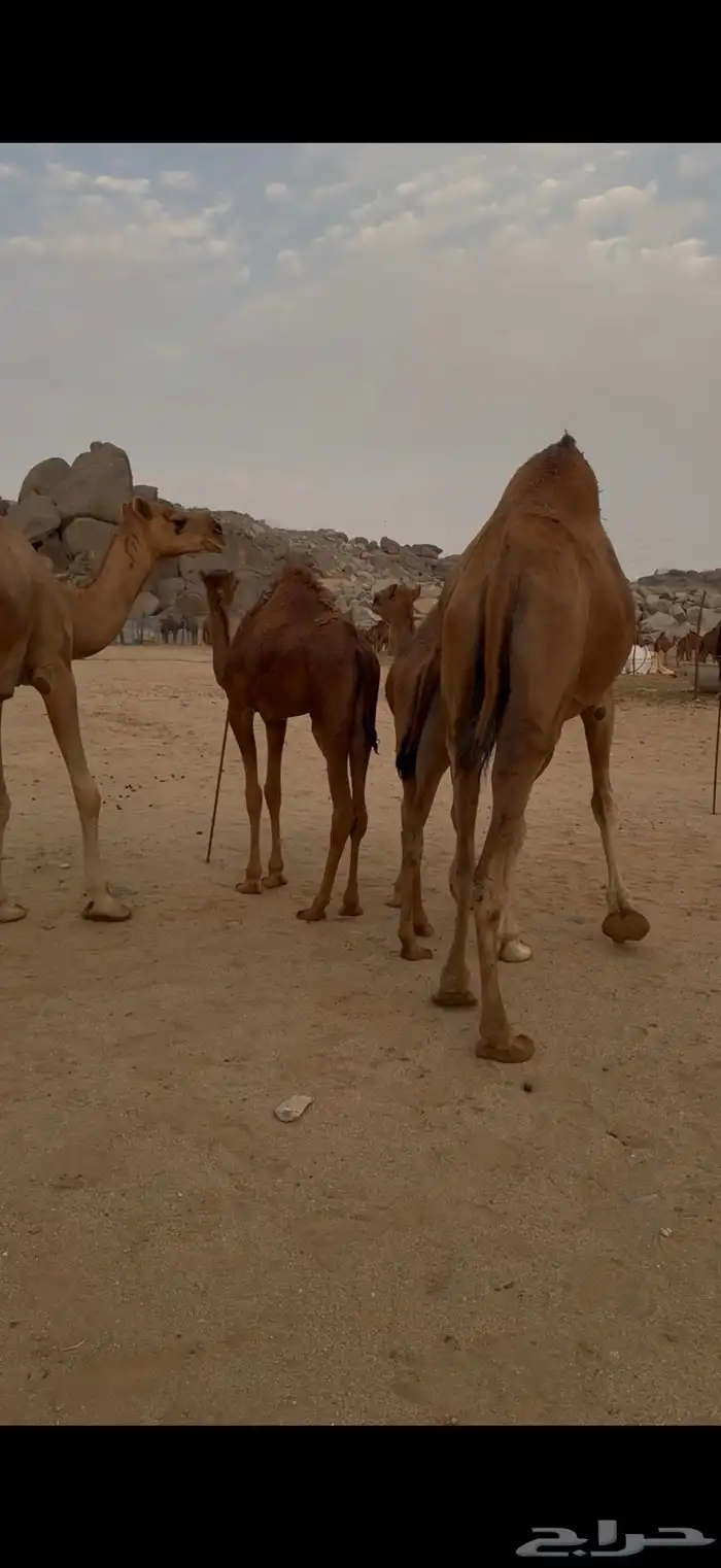 بكار سواحل ومعهن بكار ولقح 3