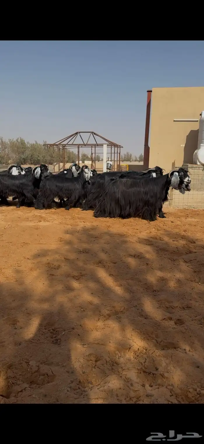 معزا عوارض مراح دفيع ومضاريع 4