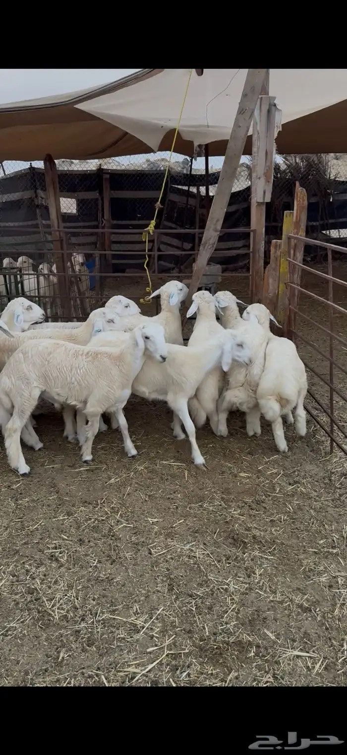 طليان للبيع جمله فل الفل 2