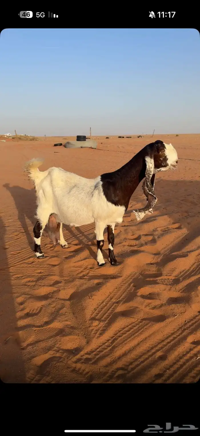 عنز مطوره حاصب 0