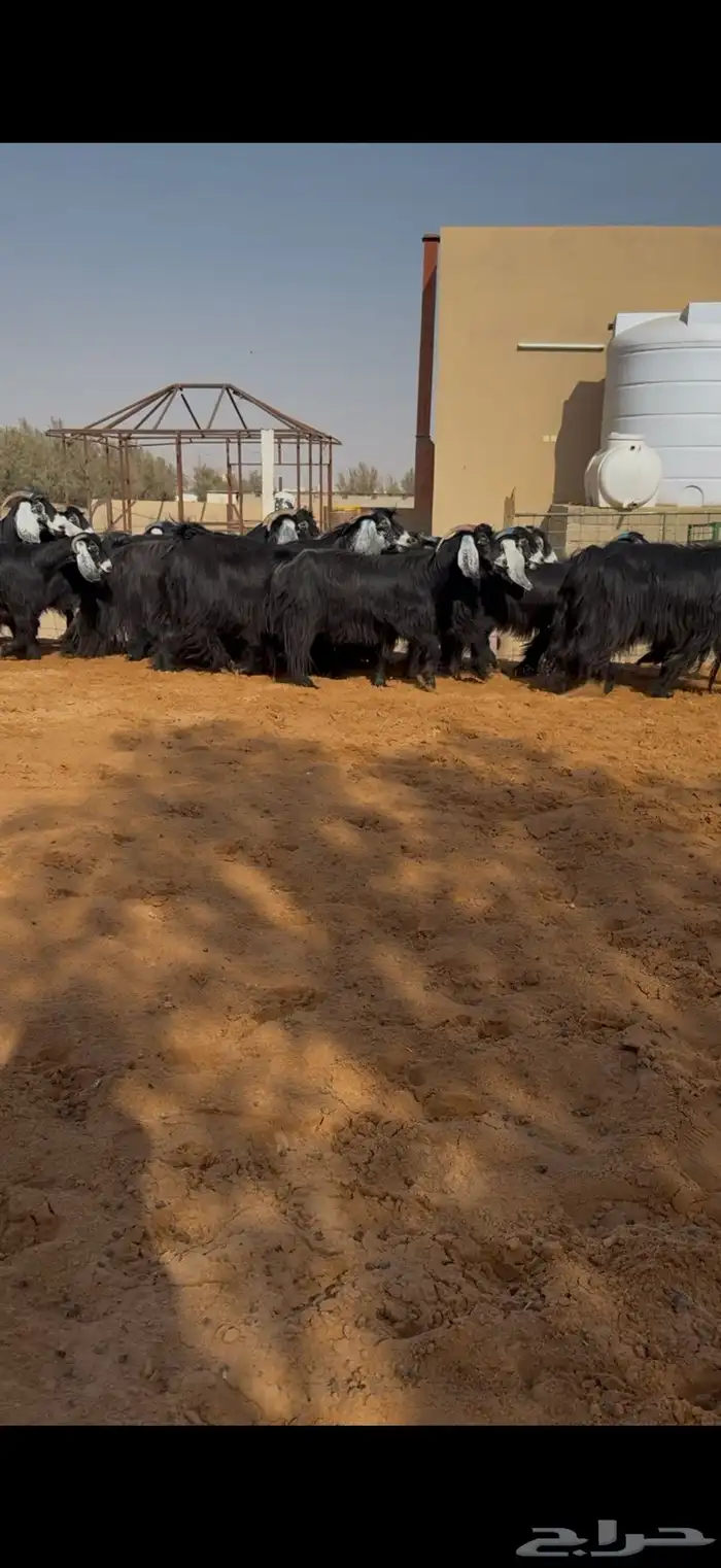 معزا عوارض مراح دفيع ومضاريع 0