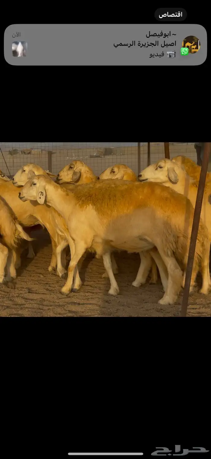 سلام عليكم ورحمة الله وبركاته 8